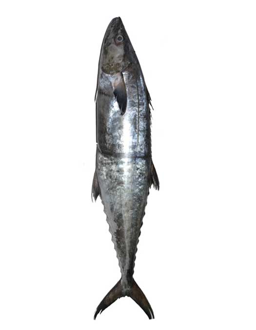 بهترین ماهی برای پخت قلیه ماهی یا ماهی سرخ کردنی کدام است؟