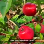 میوه ای که به سیب خونی مشهور شده است + ویدئو