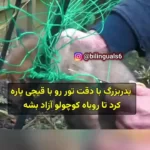 التماس روباه به یک انسان برای نجات فرزند خود! + ویدئو