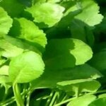 خواص شاهی(8 خاصیت بی نظیر)