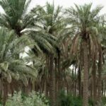 فدک را چه کسی و چرا به حضرت زهرا بخشید؟