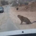 مشاهده پلنگ در یک روستای دماوند