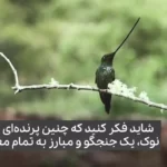 پرنده‌ای که نوکش از خودش بلندتر است + ویدئو