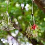 گیاهی که بدون خاک زنده است؛ بهترین گیاهان هوازی برای آپارتمان و نحوه نگهداری از آن‌ها