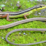 کدام حیوان درازترین «دُم» را دارد؟