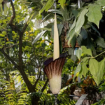 «جسد» گل داد؛ مردم برای دیدنش صف کشیدند