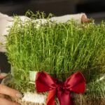 راهنمای کاشت انواع سبزه برای سفره عید راهنمای کاشت انواع سبزه برای سفره عید