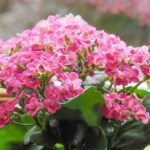 زیباترین گیاهان آپارتمانی با برگ‌های صورتی