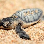 چرا لاکپشت‌ها می‌رقصند؟