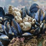 یک چسب محکم و ضد باکتری با الهام از صدف