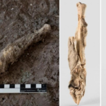 (عکس) یک ماجرای شگفت انگیز؛ رازهای پنهان ژنوم مومیایی گوسفند ۱۶۰۰ ساله ایرانی!