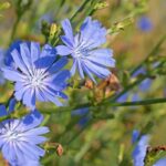 بهبود عملکرد کبد با مصرف این داروی گیاهی بهبود عملکرد کبد با مصرف این داروی گیاهی