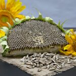 آیا تخمه آفتابگردان برای مبتلایان به دیابت و کبد چرب مضر است؟ آیا تخمه آفتابگردان برای مبتلایان به دیابت و کبد چرب مضر است؟