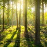 گیاهان میل خود را به مصرف دیاکسیدکربن از دست دادهاند! گیاهان میل خود را به مصرف دیاکسیدکربن از دست دادهاند!