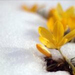 تفال به حافظ پنجشنبه ۹ اسفند۱۴۰۳؛ به عزم توبه سحر گفتم استخاره کنم…