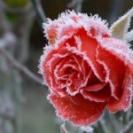 تفال به حافظ جمعه ۱۰ اسفند ۱۴۰۳؛ گر تیغ بارد در کوی آن ماه.