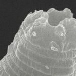 پیرترین موجود زمین، بعد از ۴۶ هزار سال دوباره زنده شد پیرترین موجود زمین، بعد از ۴۶ هزار سال دوباره زنده شد