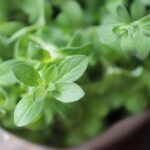 پونه کوهی را چگونه مصرف کنیم؟