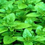 خواص پونه برای عفونت رحم و ایا مصرف پونه برای درمان عفونت رحم مفیده