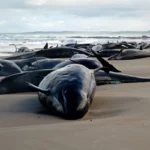 چرا نهنگ‌ها خودکشی می‌کنند؟ + ویدئو