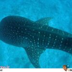 «آخرین کوسه نهنگ» به «کامبوج»میرود – اخبار سینمای ایران و جهان «آخرین کوسه نهنگ» به «کامبوج»میرود – اخبار سینمای ایران و جهان