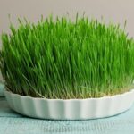 مراحل کاشت سبزه متفاوت و جذاب با برنج