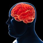 چاقی در مغز آغاز میشود! چاقی در مغز آغاز میشود!