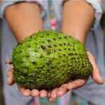 میوه ضدسرطانی که به تازگی طرفداران زیادی پیدا کرده است