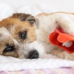 مشکلات گوارشی سگ؛ بررسی علل و درمان