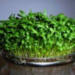 فرارو | آموزش کاشت سبزه شناور