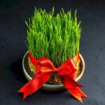 کاشت انواع سبزه برای سفره هفت سین؛ سریع‌ترین سبزه عید