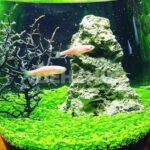 کاشت سبزه عید در تنگ ماهی؛ سبزه جذاب و متفاوت کاشت سبزه عید در تنگ ماهی؛ سبزه جذاب و متفاوت