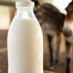 همه آنچه باید درباره خواص شیر الاغ بدانید همه آنچه باید درباره خواص شیر الاغ بدانید