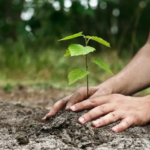 فرارو | چگونه درخت بکاریم؟ فرارو | چگونه درخت بکاریم؟