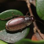 شیر سوسک جایگزین شیر گاو می‌شود؟