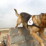 مرگ «تیدا»؛ از باهوش‌ترین سگ‌های امداد‌و‌نجات در عملیات‌ پلاسکو و متروپل