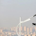 پنجره را باز کن خفه شدیم/ درباره عکسی از کلاغ و آلودگی هوا پنجره را باز کن خفه شدیم/ درباره عکسی از کلاغ و آلودگی هوا