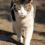 چرا گربههای خانگی اخیرا حشره و عنکبوت شکار میکنند؟ چرا گربههای خانگی اخیرا حشره و عنکبوت شکار میکنند؟