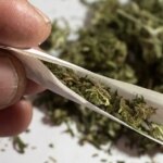 اثرات مخرب مخدر گل در ایران/ مخلوط شده با قارچ و کپک!