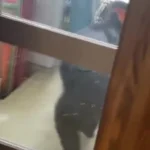 ارتش ژاپن برای مقابله با هجوم خرسها به مناطق شهری مستقر شد ارتش ژاپن برای مقابله با هجوم خرسها به مناطق شهری مستقر شد