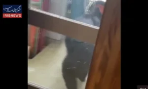 ارتش ژاپن برای مقابله با هجوم خرس‌ها به مناطق شهری مستقر شد