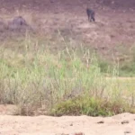 ببینید؛ اعتماد به نفس مرگبار بابون در برابر شیرها ببینید؛ اعتماد به نفس مرگبار بابون در برابر شیرها