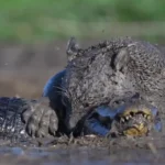 ببینید؛ نبرد خونین جگوار و کایمن در گلولای ببینید؛ نبرد خونین جگوار و کایمن در گلولای