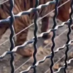 ونداد، یکی از ببرهای پارک حیاتوحش مایا تلف شد ونداد، یکی از ببرهای پارک حیاتوحش مایا تلف شد