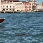 دلفینی که گردشگران ونیز را شاد کرده است دلفینی که گردشگران ونیز را شاد کرده است