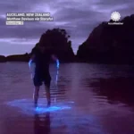 پدیده آب نورانی در سواحل اوکلند گردشگران را مسحور کرد پدیده آب نورانی در سواحل اوکلند گردشگران را مسحور کرد