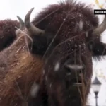 حیوانات باغ وحش بروکفیلد اولین بارش برف فصل را دیدند حیوانات باغ وحش بروکفیلد اولین بارش برف فصل را دیدند