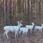 گشت‌و‌گذار خانوادگی گوزن‌های سفید