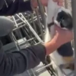 نجات گربه گیر کرده میان میلگردهای یک ساختمان نجات گربه گیر کرده میان میلگردهای یک ساختمان