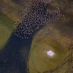 نقاشی انتزاعی مهارلو؛ رقص فلامینگوها بر بوم رنگین دریاچه نقاشی انتزاعی مهارلو؛ رقص فلامینگوها بر بوم رنگین دریاچه